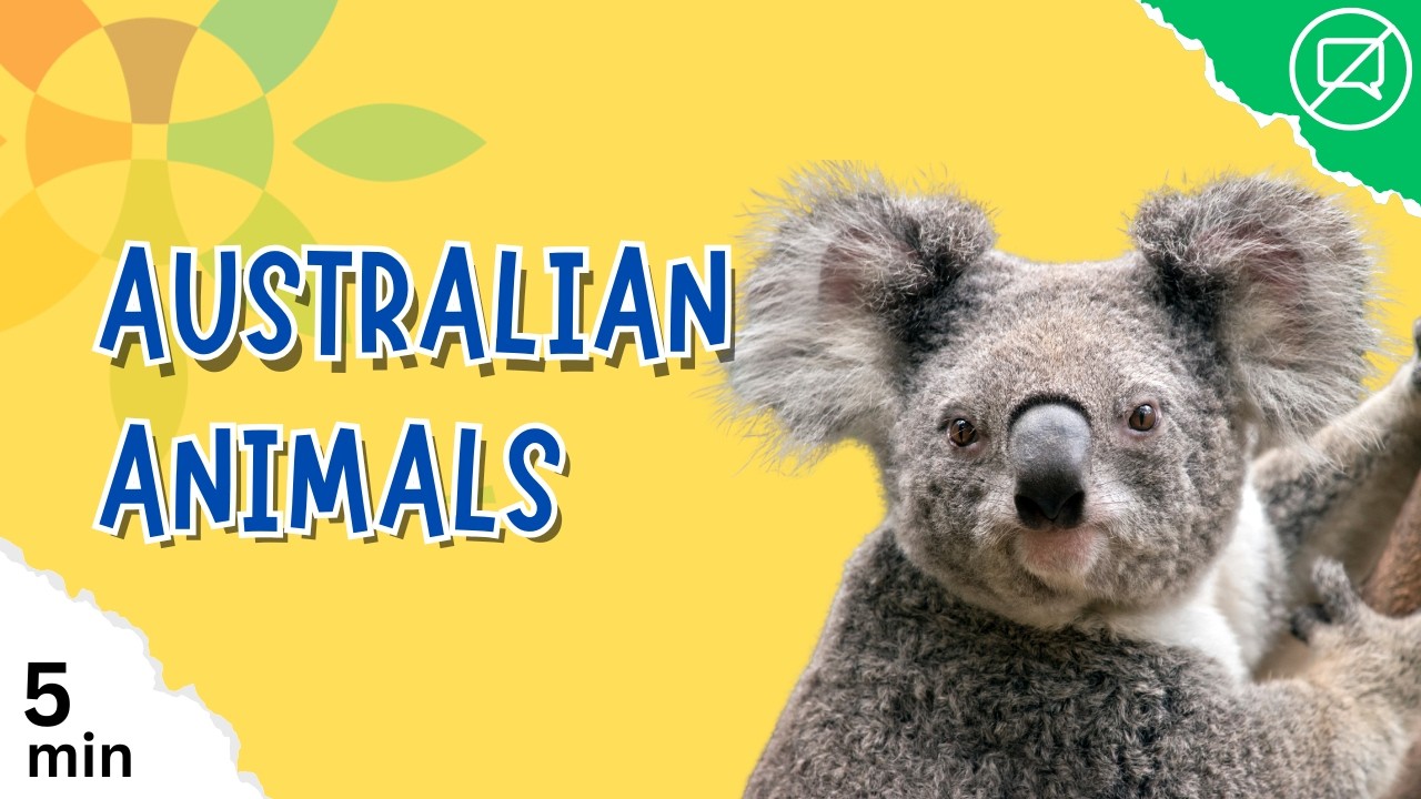 Australian Animals for Kids | 5-Minute Calm Wildlife Video – Kangaroo, Koala, Platypus & More