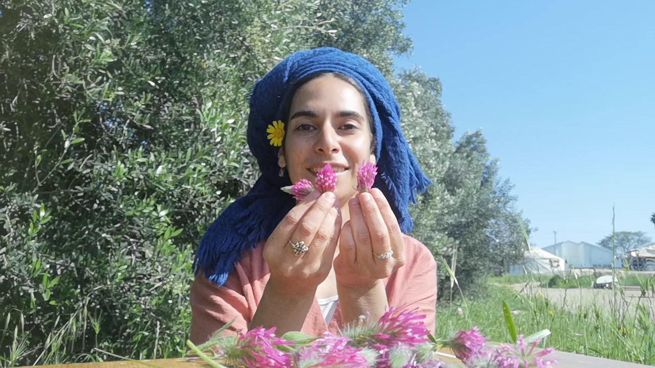 ליקוט צמחי מרפא-תלתן ארגמני-צמח הנשים