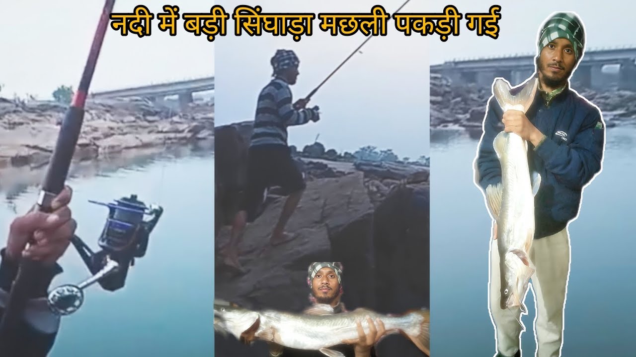 सिंघारा मछली | टेंगरा मछली | साल 2025 के अंत में बड़ी पकड़ | कोयल नदी लोहरदगा machli fishing videos