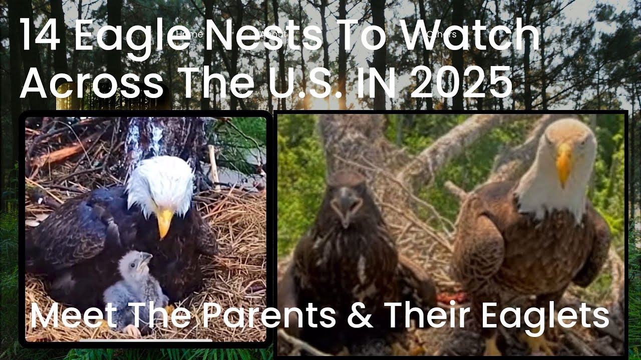 14 Eagle Nests To Watch Across The U.S. | Meet The 2025 Parents & Their Eaglets