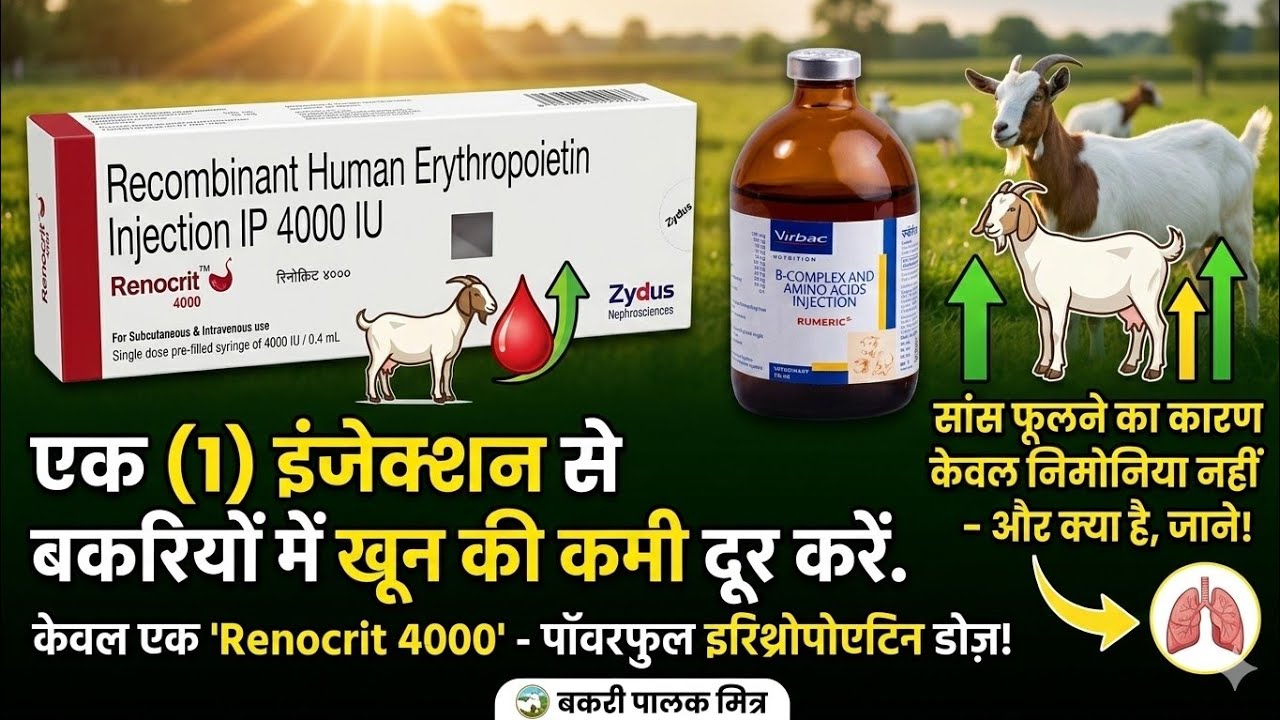 बकरी में सांस फूलने का कारण | Blood Parasite Treatment in Goats 🐐 #goatfarming #goattreatment 