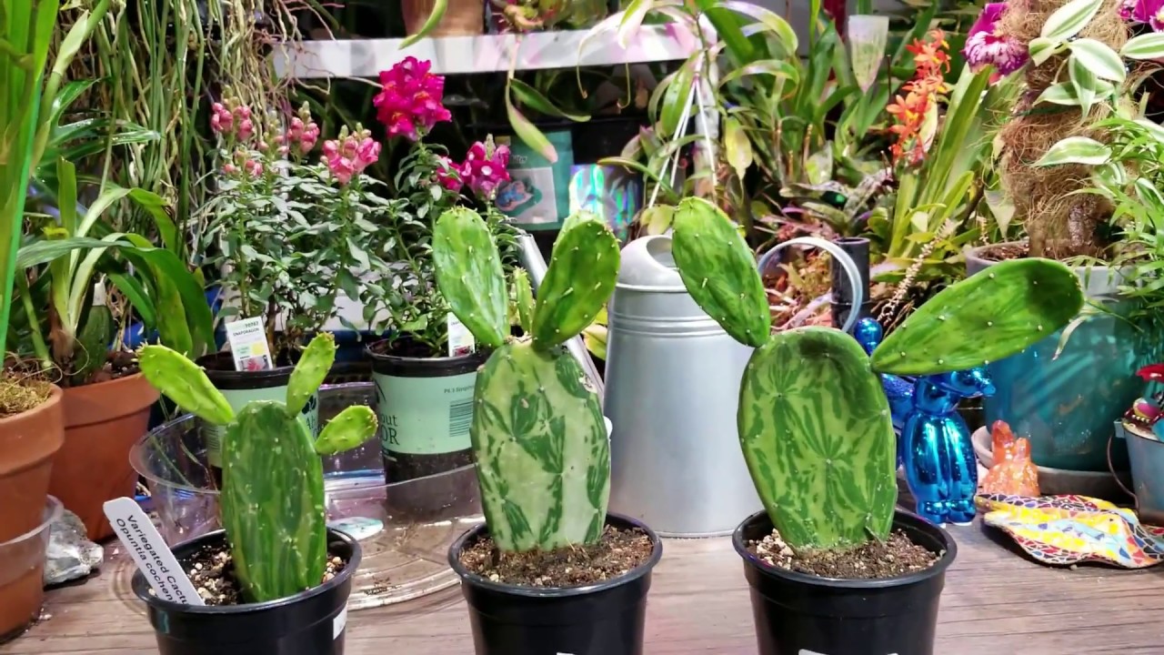 Variegated Cactus! || Opuntia Cochenillifera ' variegata ' || Cactus Haul ?
