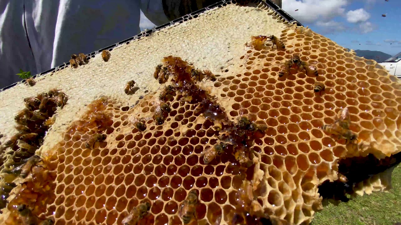 Manuka Honey New Zealand - Avatar Honey - NZ's Best Manuka Honey Brand, Location Benefits Showcase.