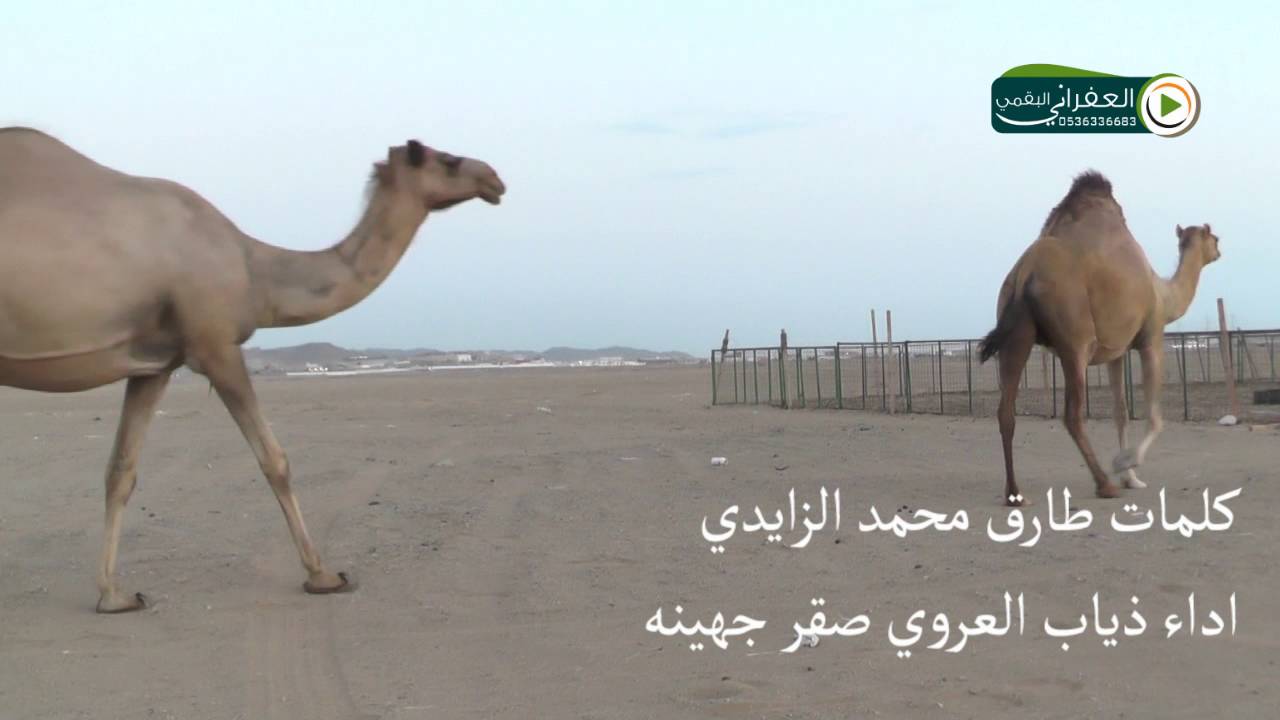 شيلة شموخ جبال رضوى أهداء للشيخ عبدالله بن سند ابن غنيم الجهني كلمات طارق الزايدي أداء ذياب العروي ص
