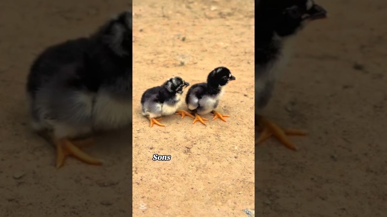 Aseel chicks with his father ❤️❤️#aseelmurga #aseel #chicks #shorts #shortvideo #shortsfeed #pets