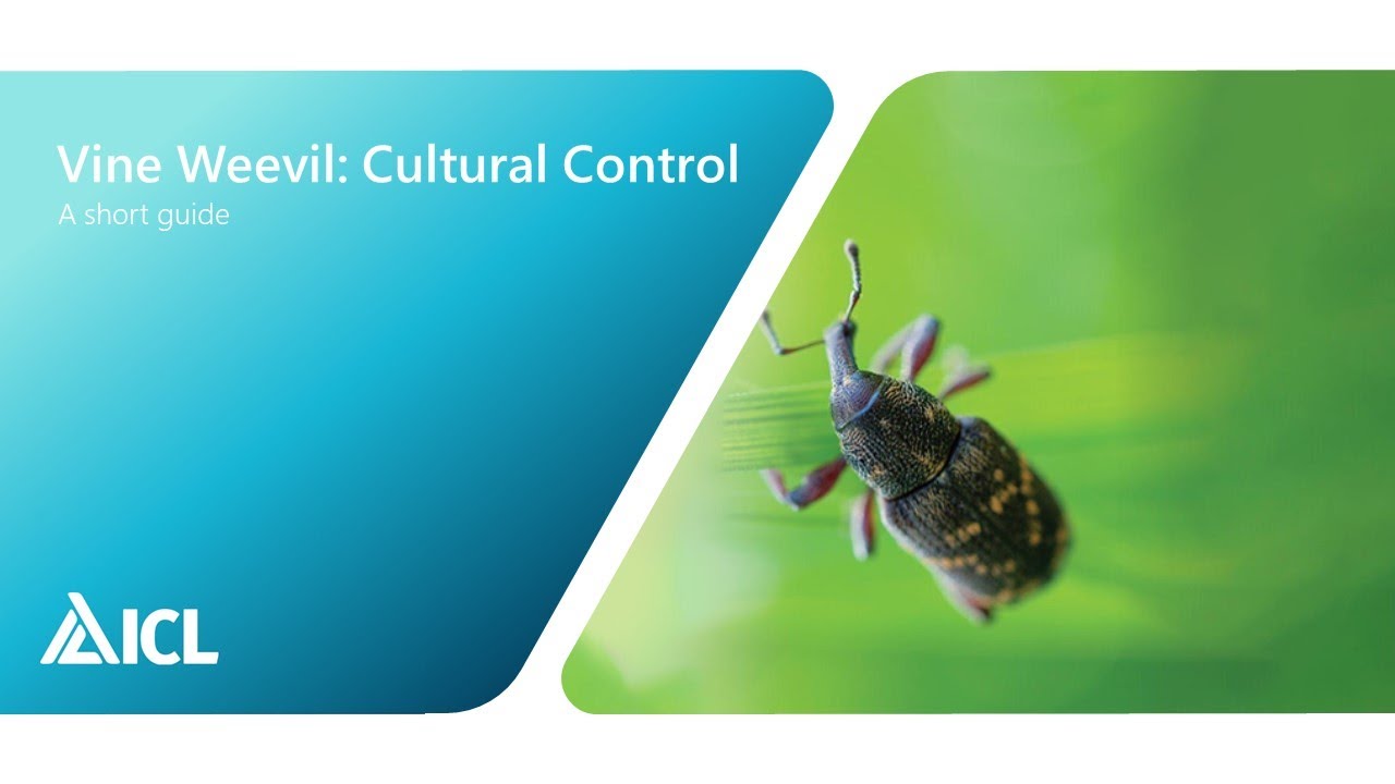 Vine Weevil: Cultural Control | ICL Professional Horticulture