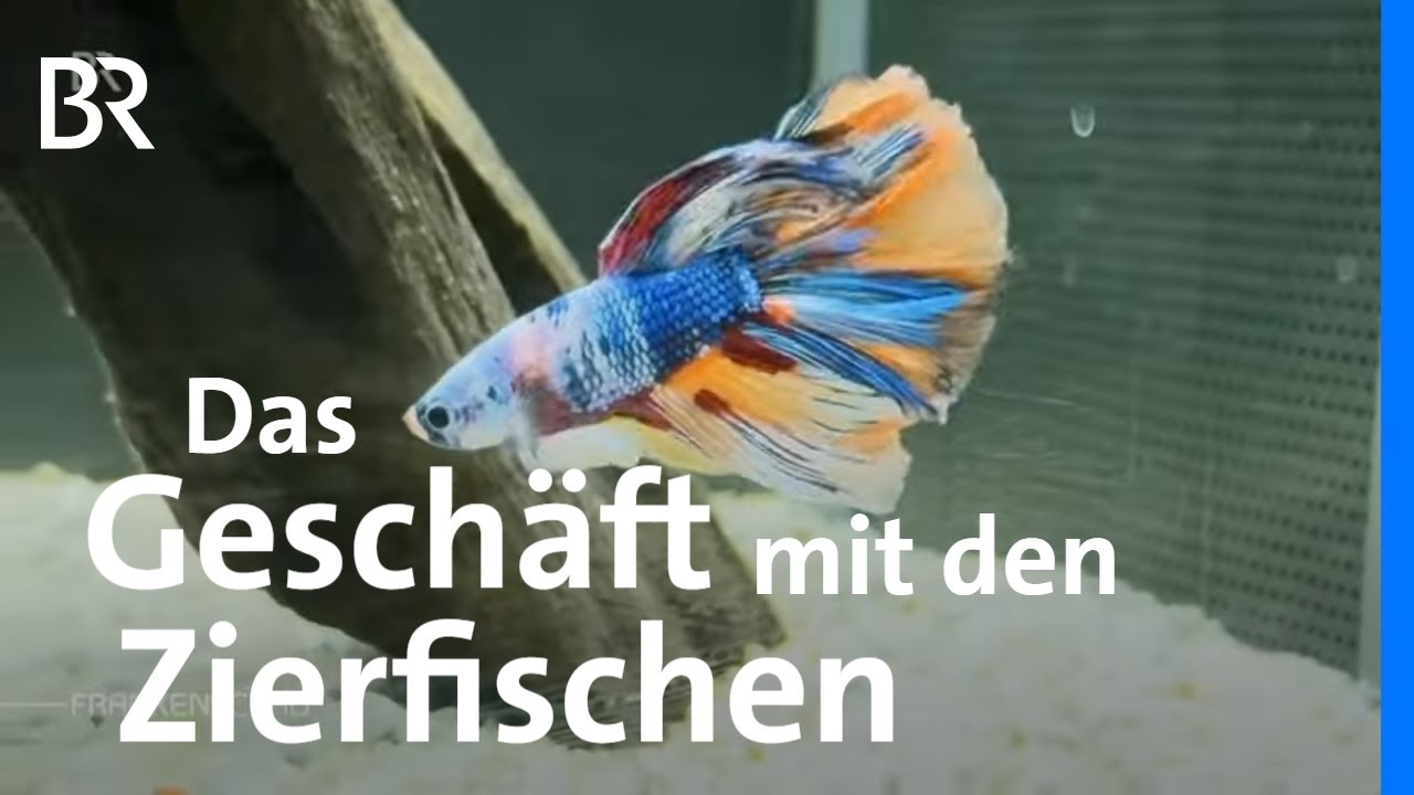 Die Welt der Zierfische: Von Singapur nach Oberfranken | Frankenschau | BR