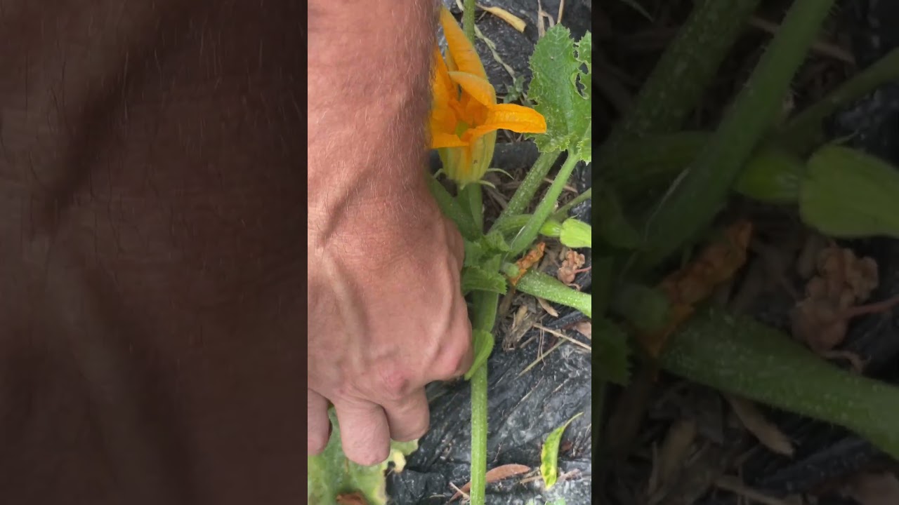 DIRADARE le ZUCCHINE