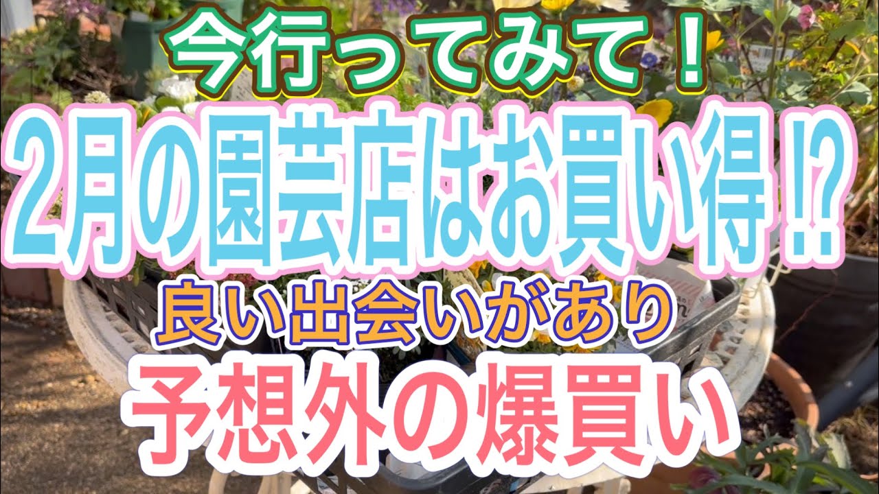 【ガーデニング】【2月予想外の爆買い】普通の爆買いがまさかの展開に‼️春の花苗と一緒に購入した冬花たち、めちゃくちゃお買い得で感動しました✨今が狙い目ですよ👍【値下げハンター】