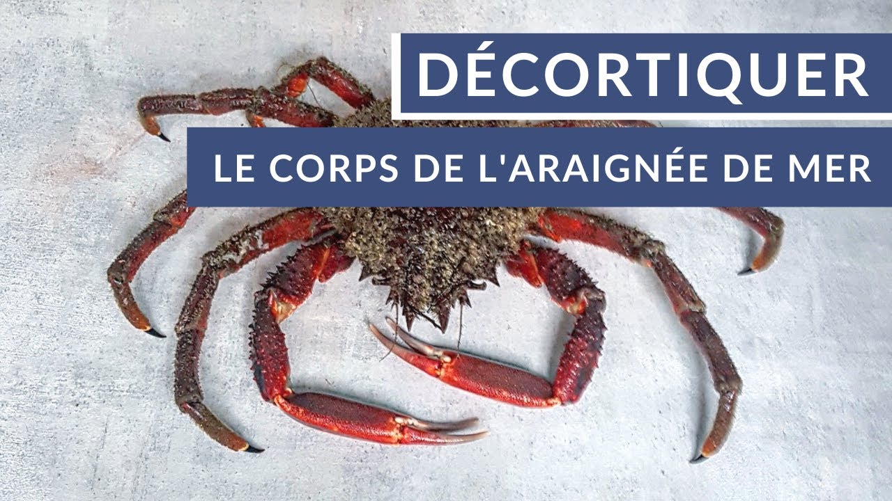 Comment décortiquer le corps d'une araignée de mer ? 🦀 - Tuto Poiscaille