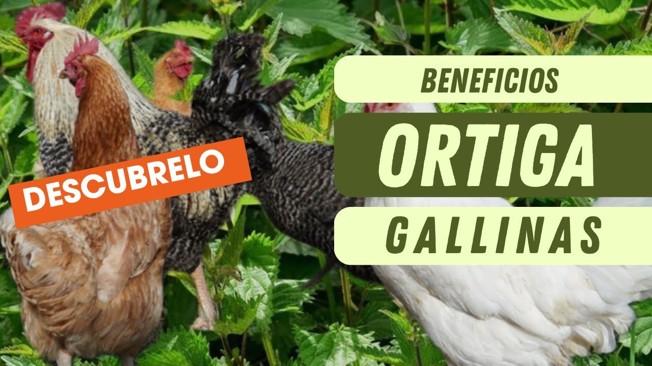 Les damos Ortigas y Malva a nuestras gallinas @nazaretmartinc
