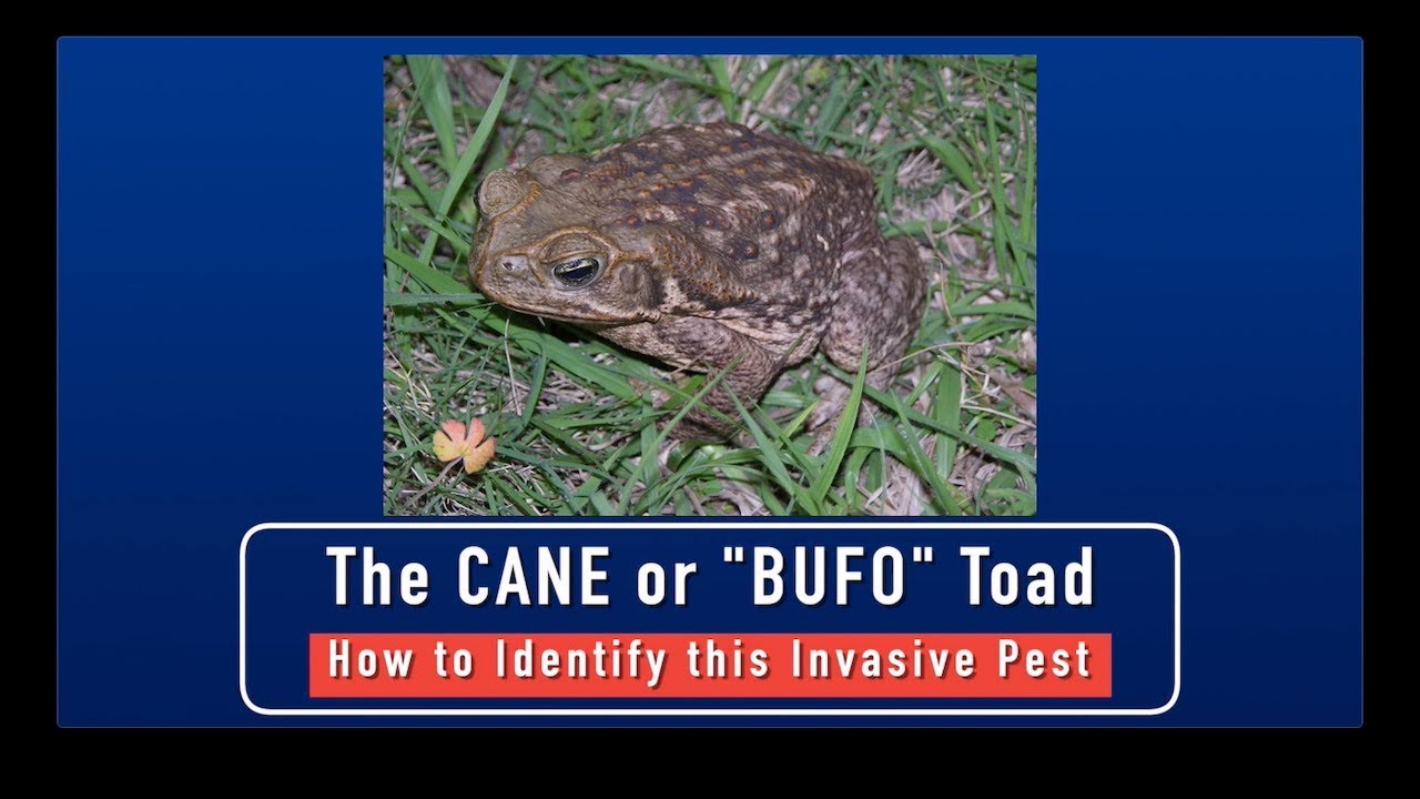 Cane Toads - How to Identify This Invasive Pest
