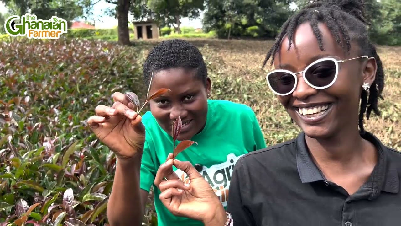 Become A Millionaire  | My Visit To One Of Kenyan Biggest Commercial TEA Farm 🇰🇪