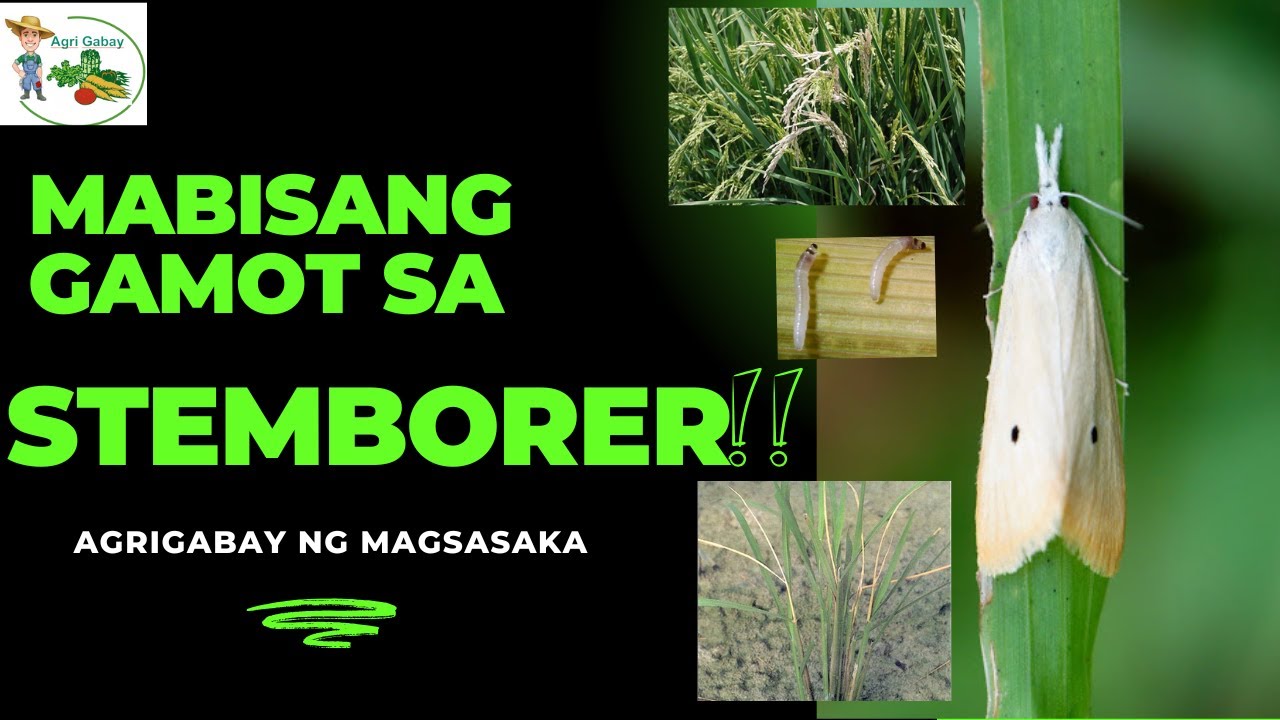 Agrigabay: Mabisang gamot para sa STEMBORER!!