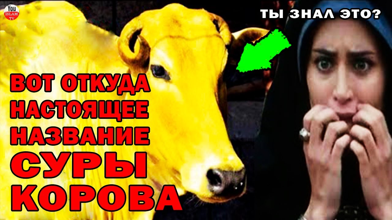 НАСТОЯЩАЯ ИСТОРИЯ СУРЫ 