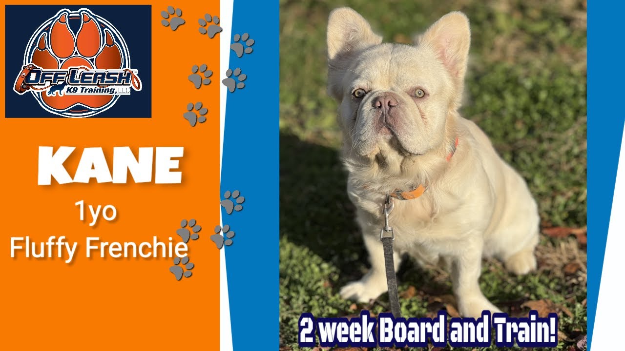 1yo Fluffy French Bulldog (Kane) | Best Delaware Dog Trainers | Off Leash K9 Training Delaware