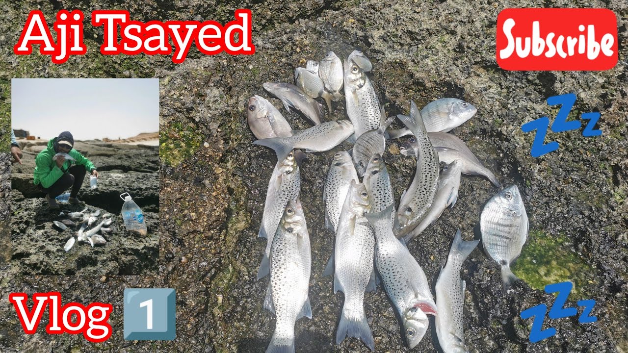 مصيد العرگوب حصيلة ممتازة الحمد للهVlog1️⃣ .#fishing #fishingvideo #fishinglife #اجي_تصيد