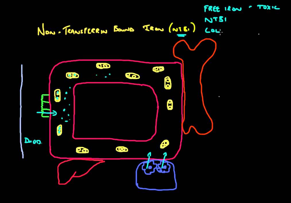 Non-Transferrin Bound Iron (NTBI) - A Quick Overview (NTBI Part 1)