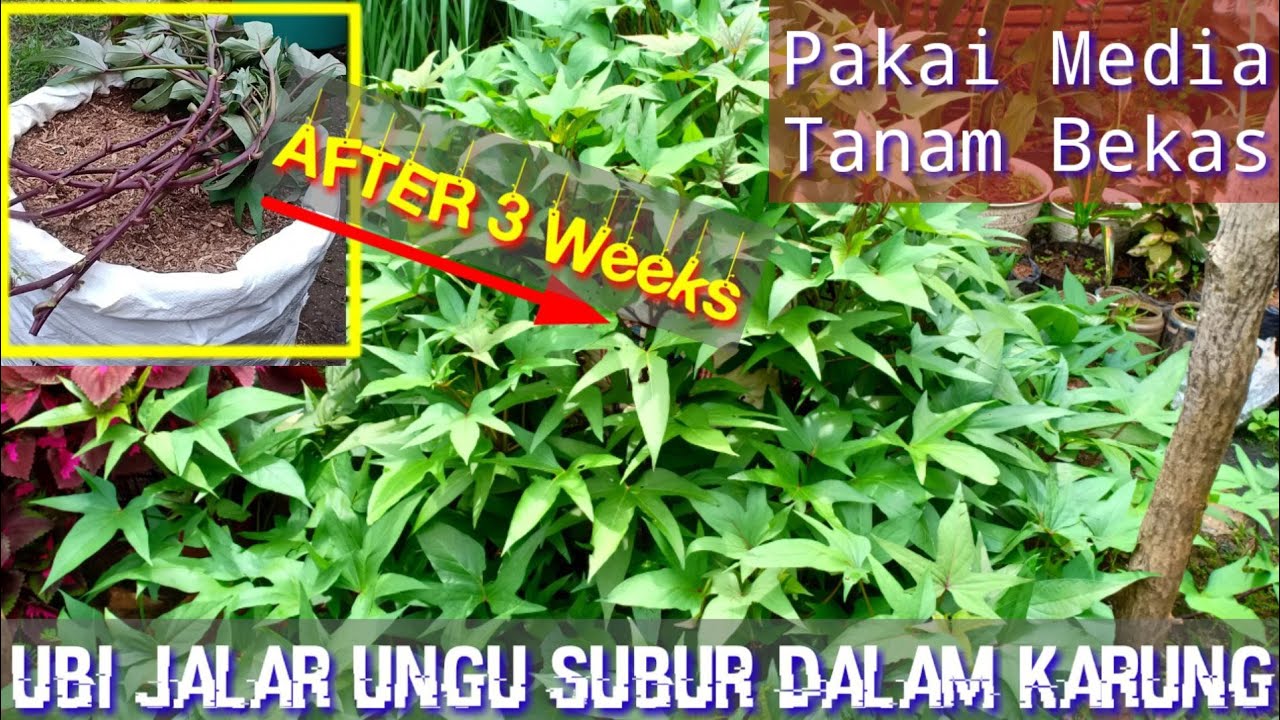 Tips Menanam Stek Batang Ubi Jalar Ungu Dalam Karung Agar Subur Dan Umbinya Banyak