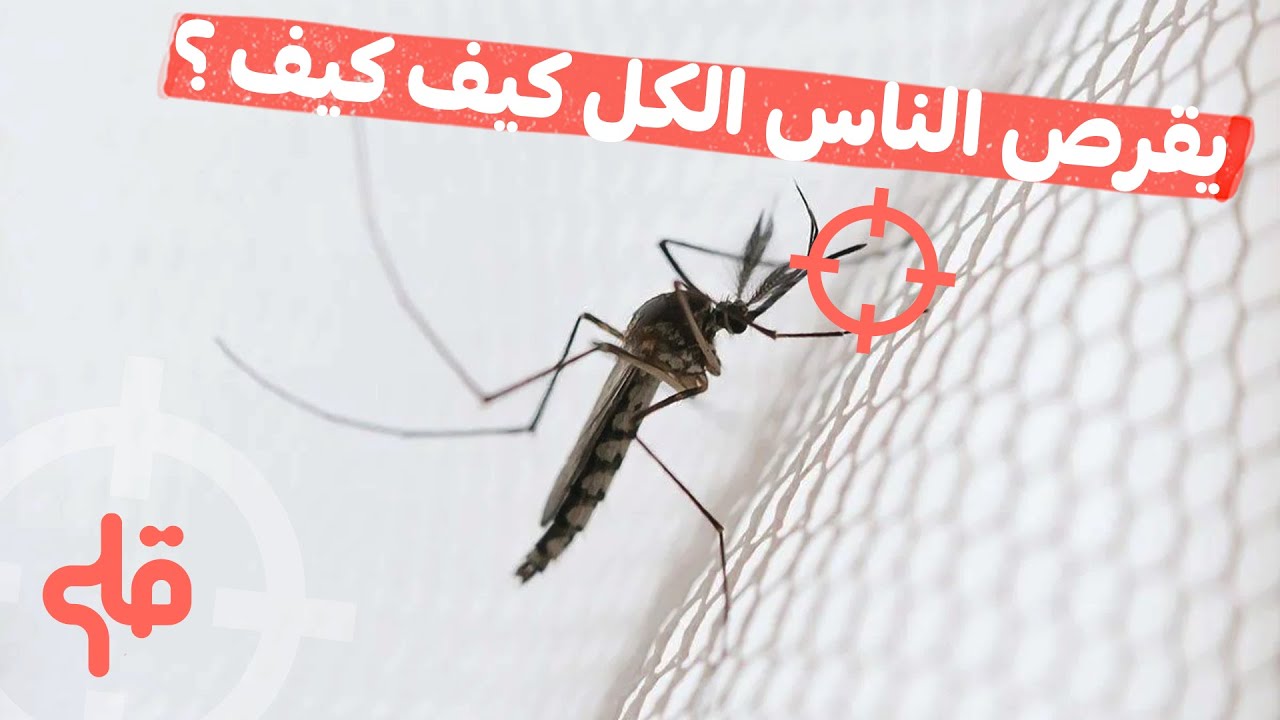 علاش النّاموس ما يقرصش النّاس الكل كيف كيف؟