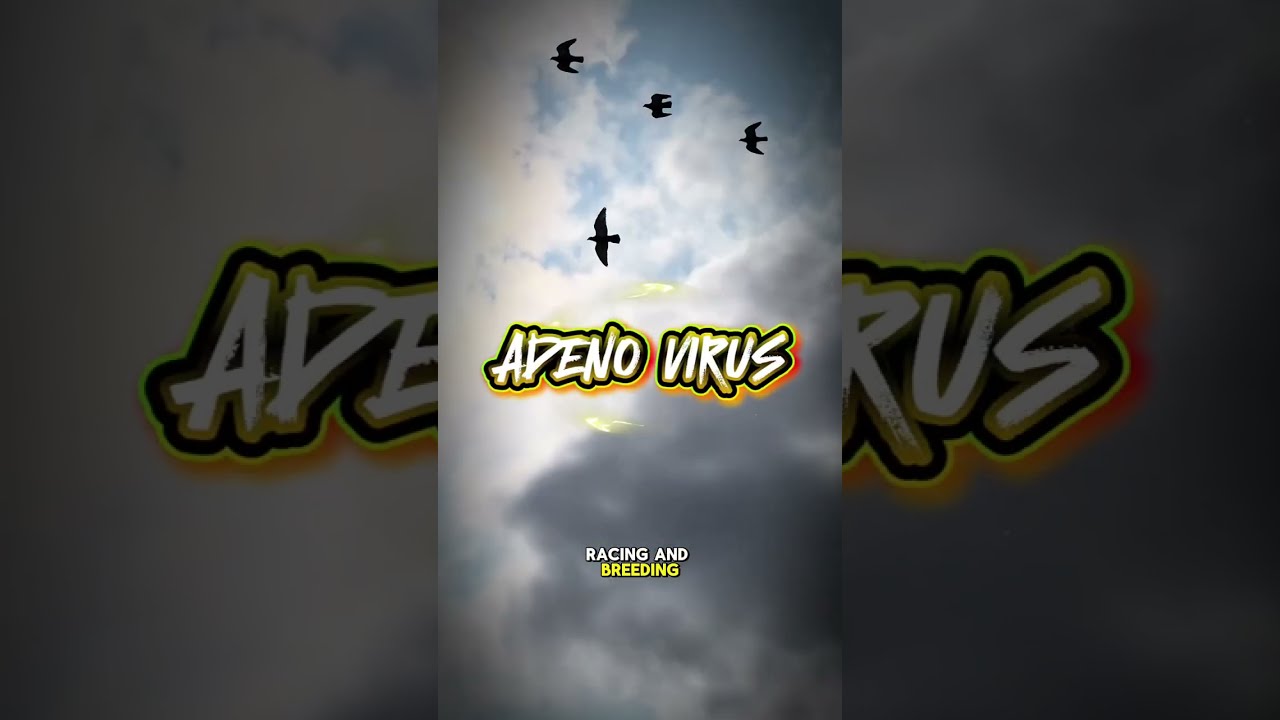 Adeno Virus - One of the more concerning viral threats in pigeon lofts