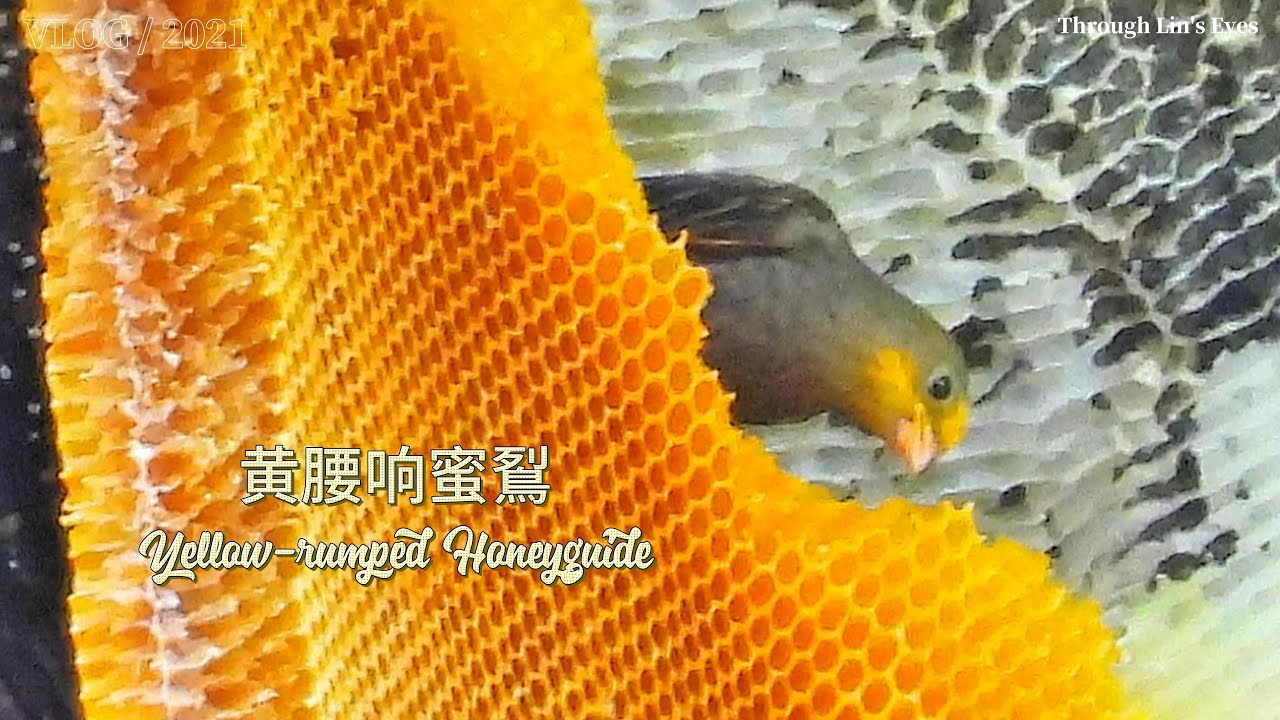 Yellow-rumped Honeyguide