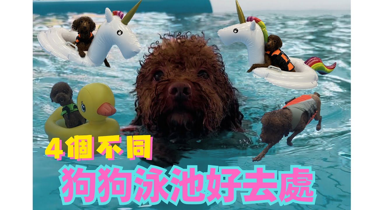 香港寵物好去處￼🇭🇰狗狗游水篇💦🫧4個不同嘅狗狗泳池、沙灘🏖️元朗｜西貢🚗泊車資訊、入場費、開放時間