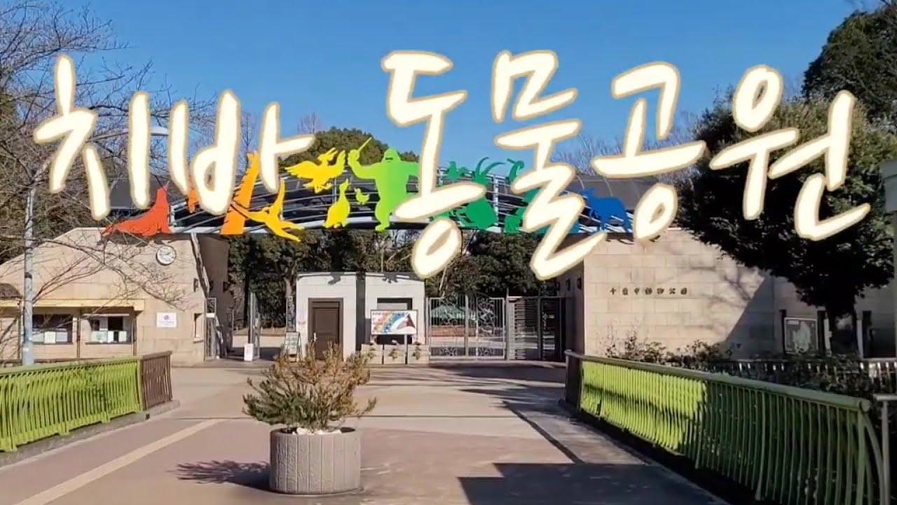 치바 동물공원 #nature #zoo #animals #cute #gorilla #동물 #動物 #癒し #自然 #Wildlife #动物 #野生动物 #自然 #치바동물원 #고릴라 