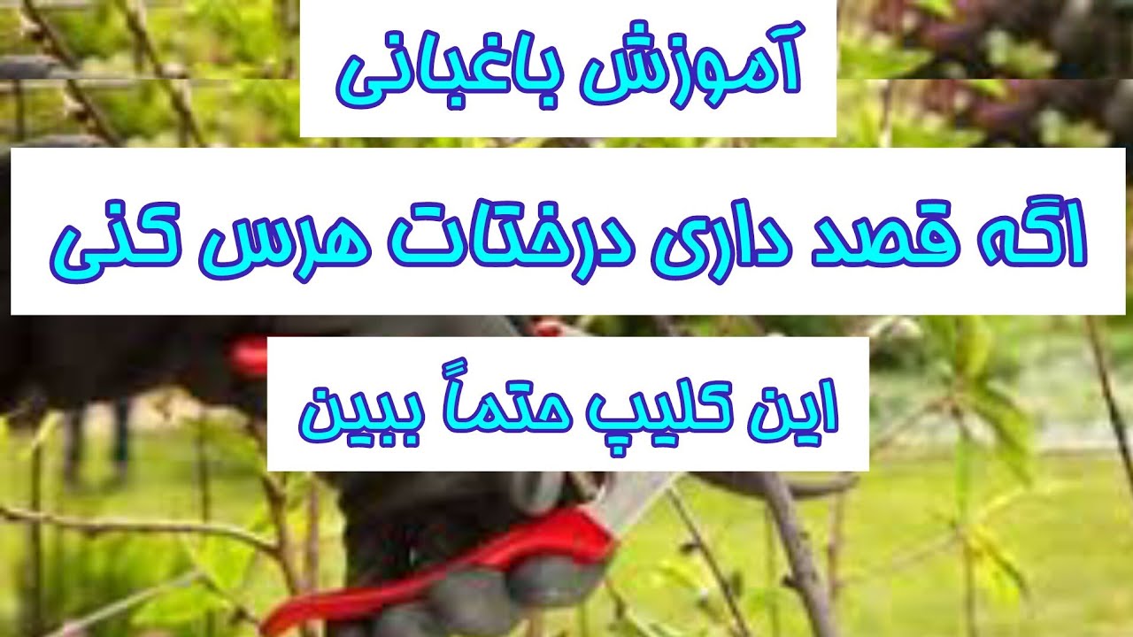 آموزش کامل هرس کردن درختان میوه ، حتماً ببینید
