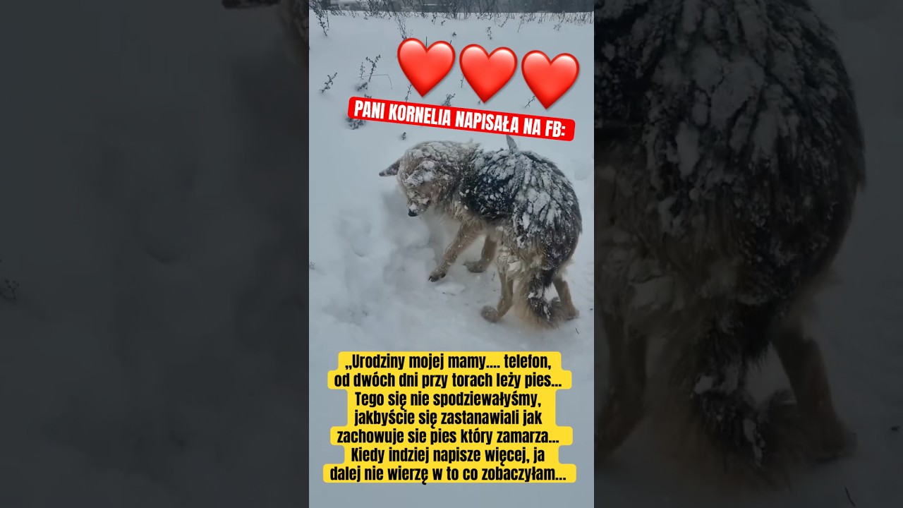 AŻ SERCE 💔 PĘKA, KIEDY SIE PATRZY NA TAKIE SYTUACJE! DZIEKUJEMY PANI KONRNELIO ZA URATOWANIE PSA!❤️
