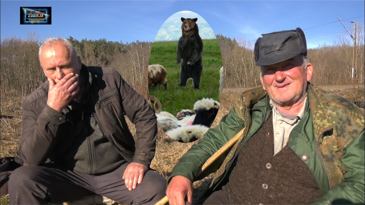 - MEDVJED NATJERAO OVCE NA PRUGU, VOZ NAIŠAO I MNOGE PREGAZIO / A TRAIN RUNS OVER SHEEP