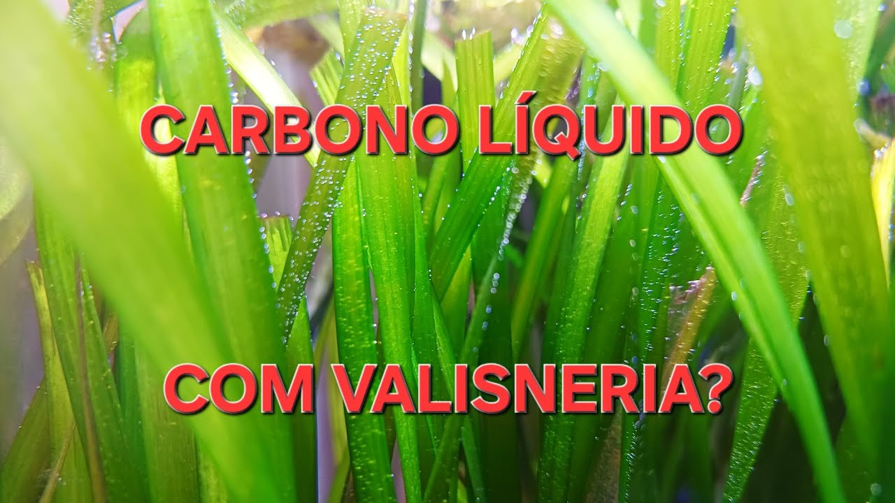 Dá certo usar carbono líquido com valisneria? 