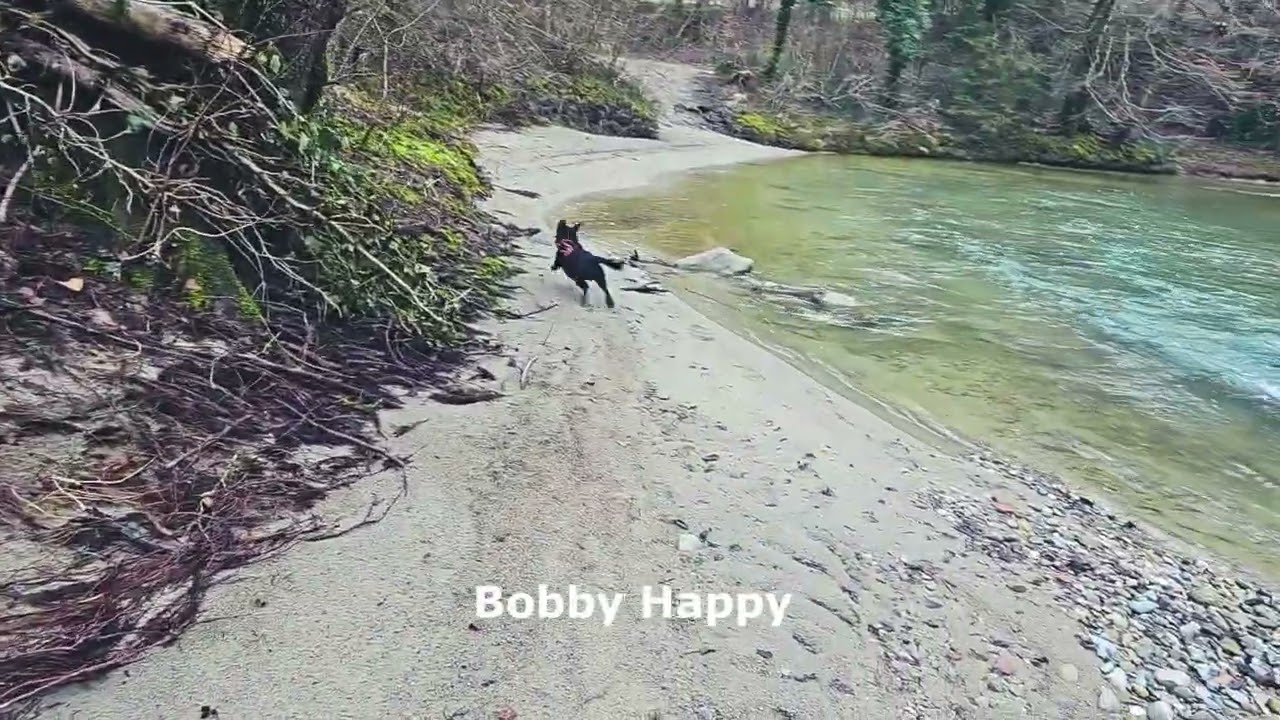Bobby en promenade