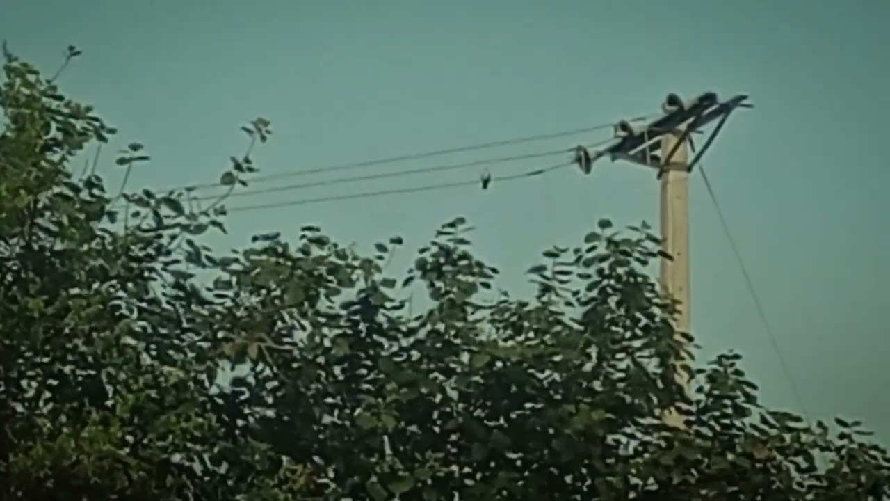 Sparrow hunt.. Subscribe for Lion Hunt😶😘