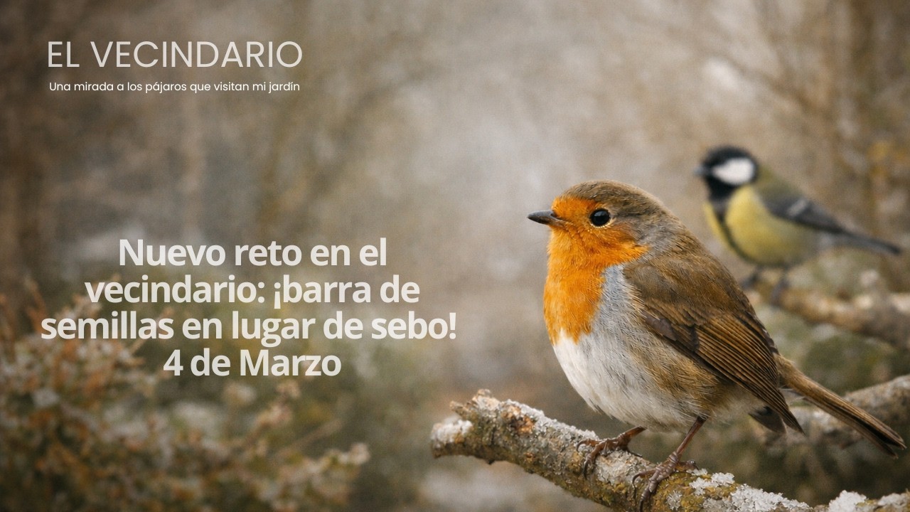 Nuevo reto en el vecindario: ¡barra de semillas en lugar de sebo!  4 de marzo #birds