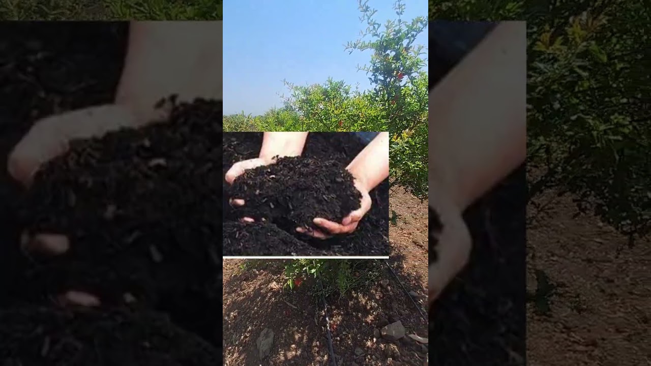 डाळिंब  पीक  माहिती 