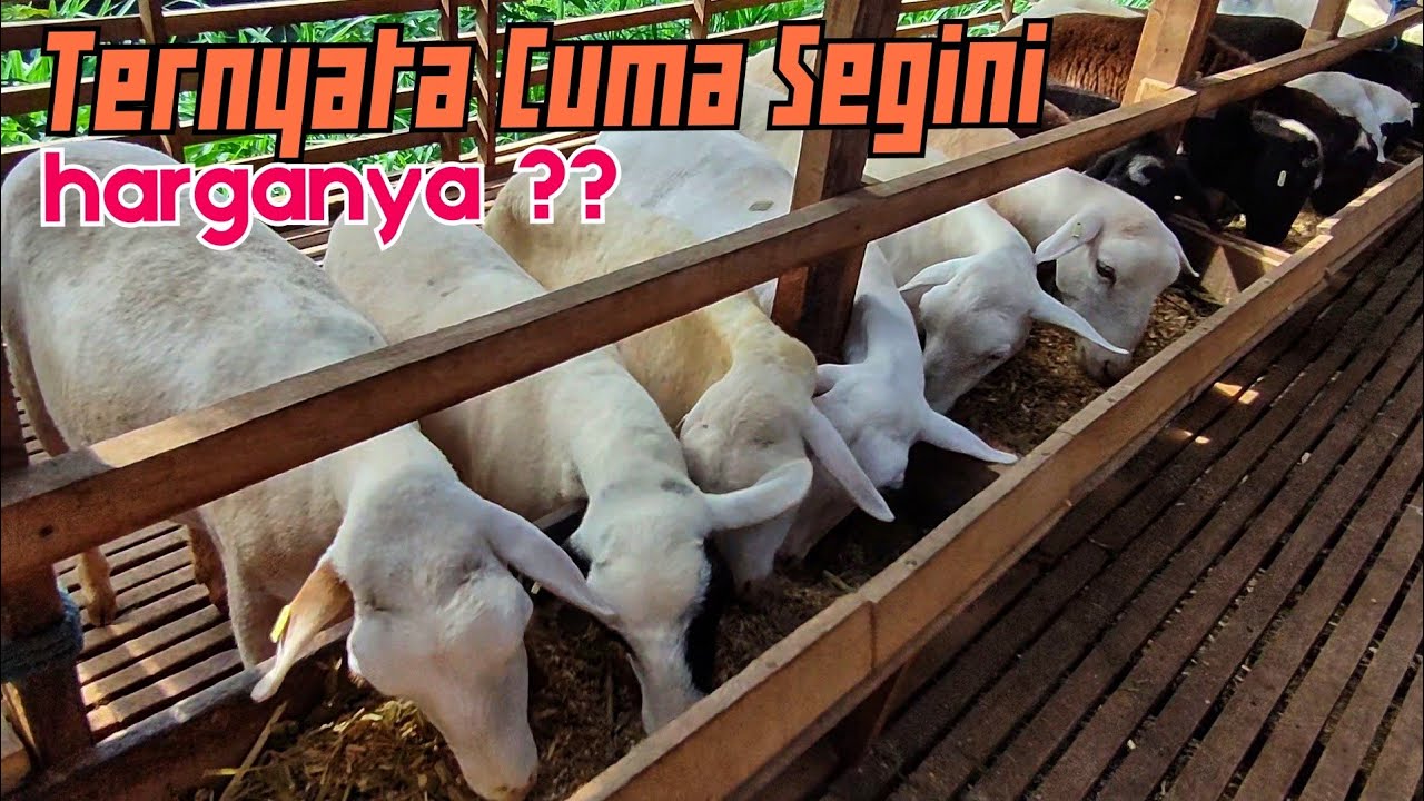 DOMBA CROS AWASI, SUFFOLK CUMA SEGINI HARGANYA ??? DOMBA JAYA KEDIRI