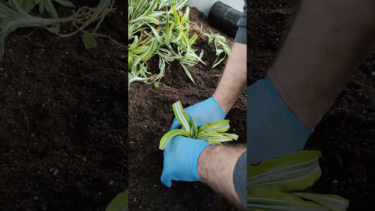 "Dracena Bitkisinin Kökledirilip Saksıya Alınması İşlemi" (Part 1) 
