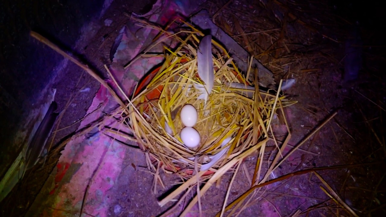 সব গুলো কবুতর ডিম বাচ্চা রানিং ছিল || Barishal Voice || Kalam Khan 's New Video about Pigeons