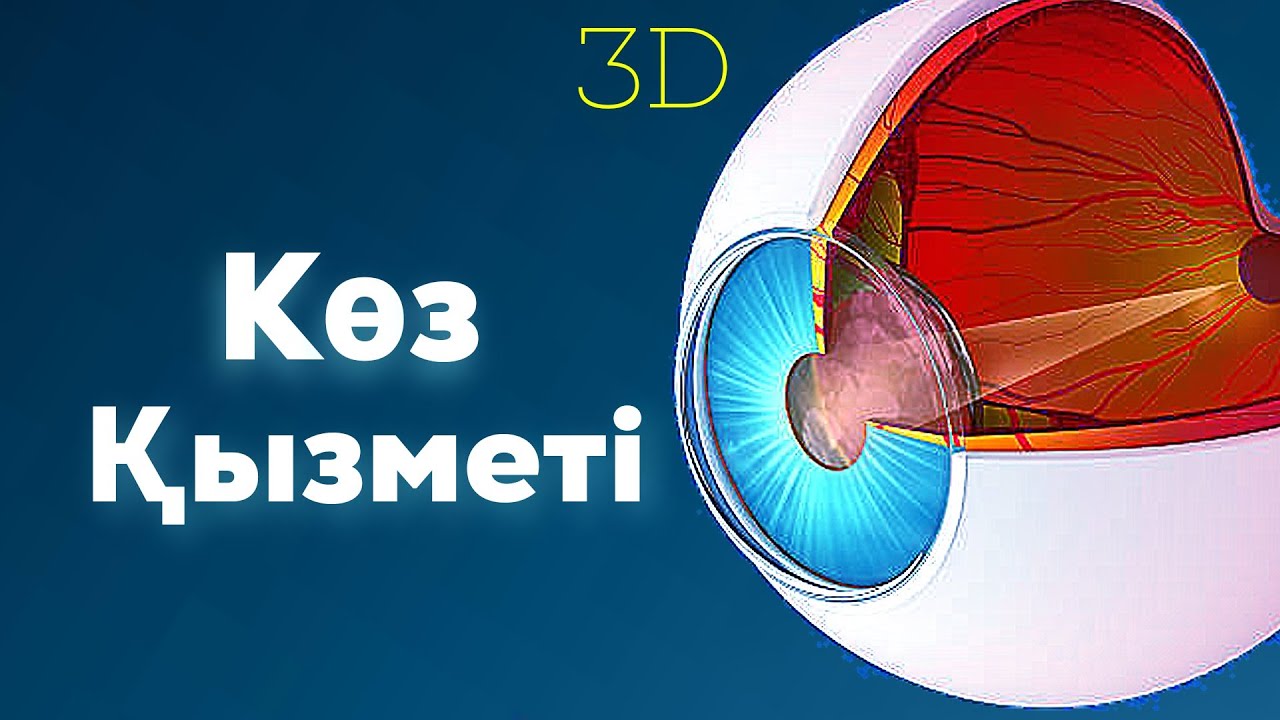 Көз анатомиясы | Көру анализаторы | миопия | гиперметропия | #eyes #глаза #көз