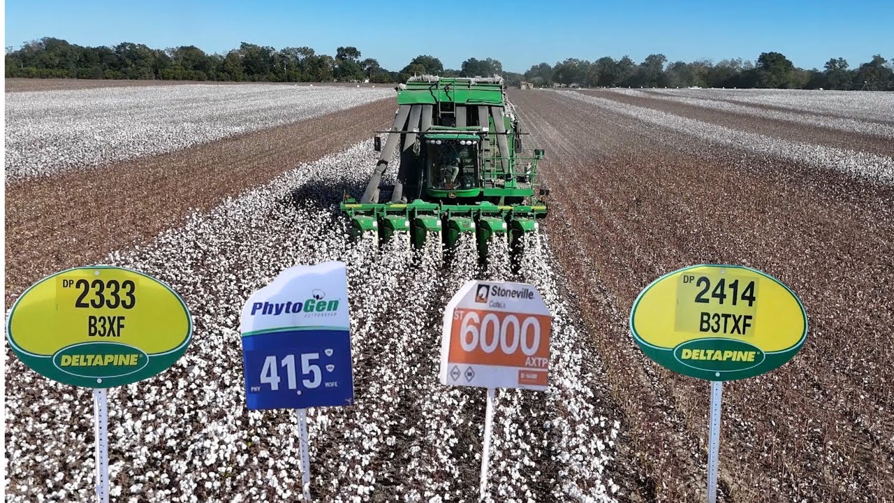 Сбор 10 различных видов хлопка