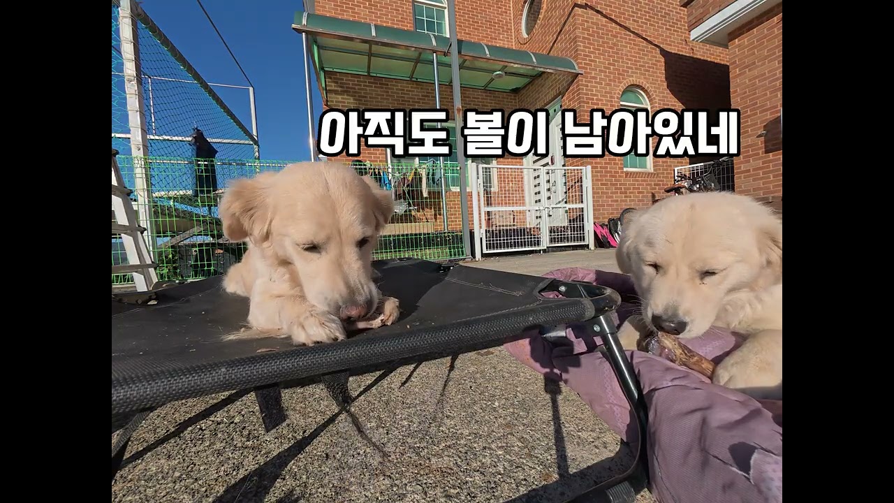 간식봉지 나두고가면 벌어지는일, 호적 파야되는겨?