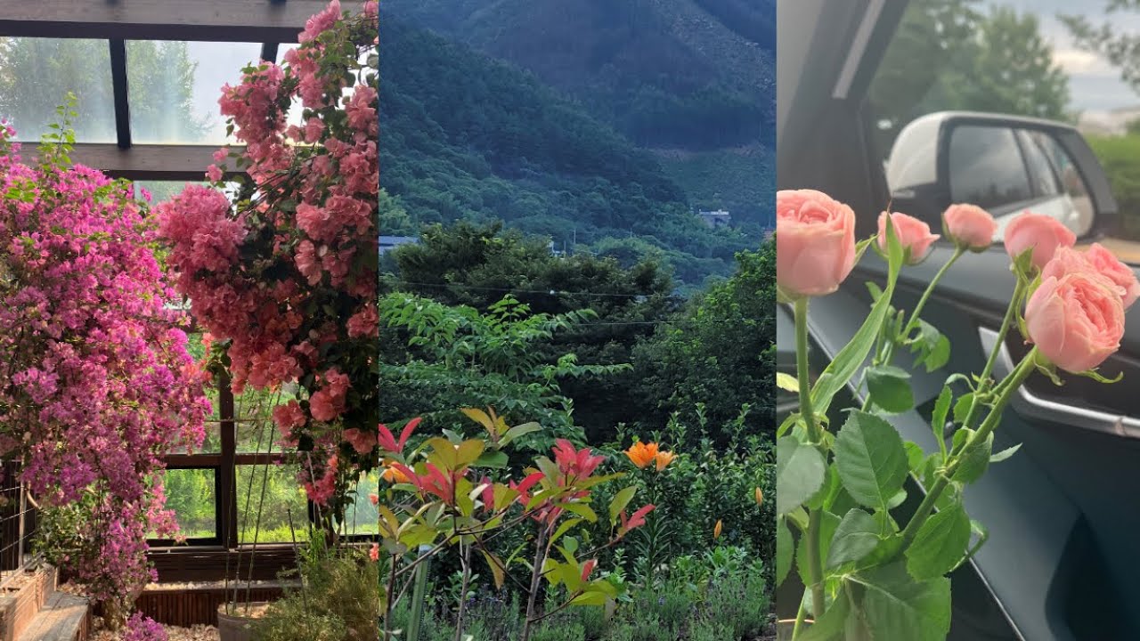 작년 여름 모음집☀️ㅣ장모님과 드라이브🚗ㅣ시부모님과 여름휴가⛰️🏖️ㅣ말벌집 제거🐝