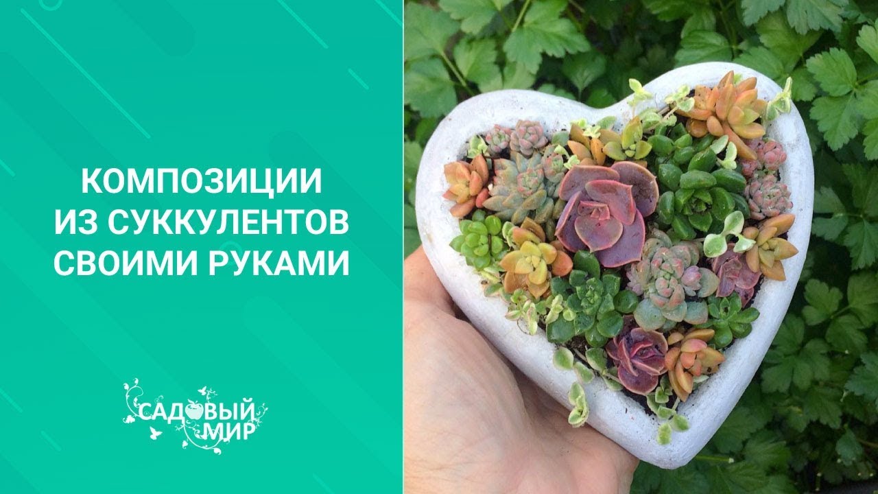 Композиции из суккулентов своими руками