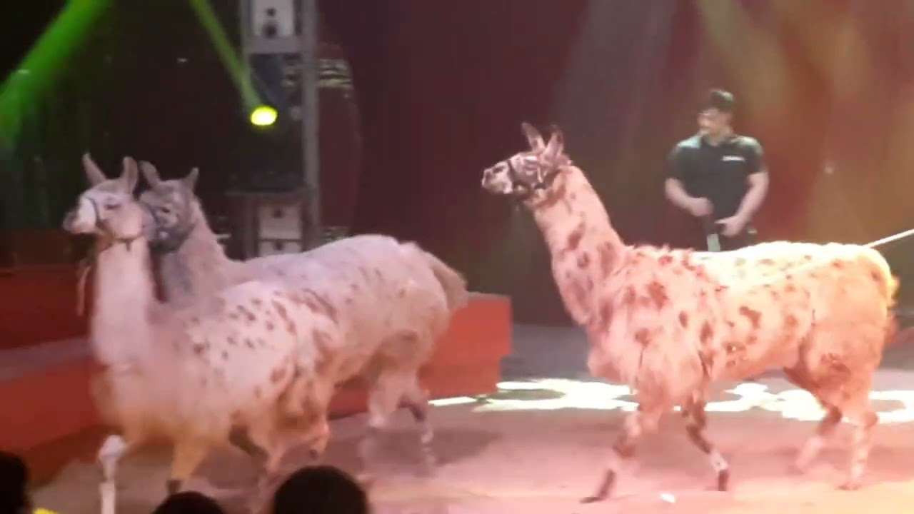 NOUVEAU CIRQUE ZAVATTA SPECTACLE 