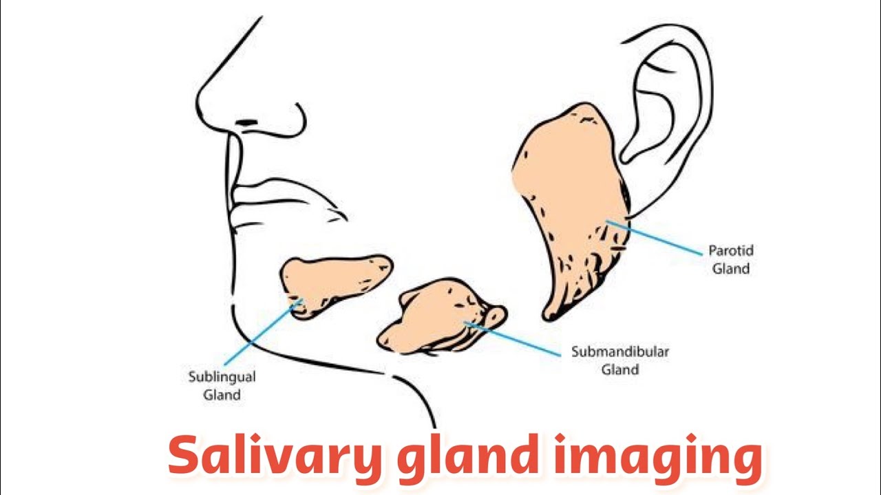 Radio-Salivary gland imaging