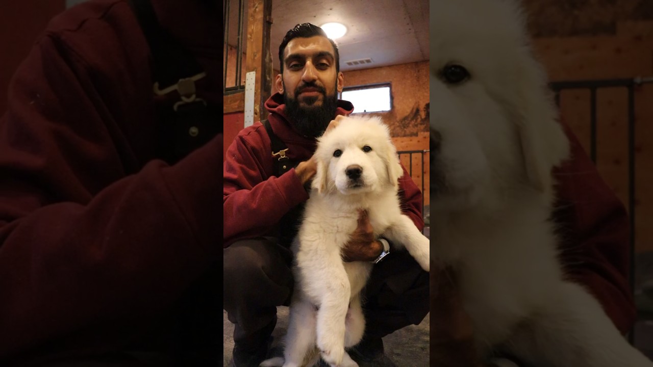How to Make PUPPY Food
