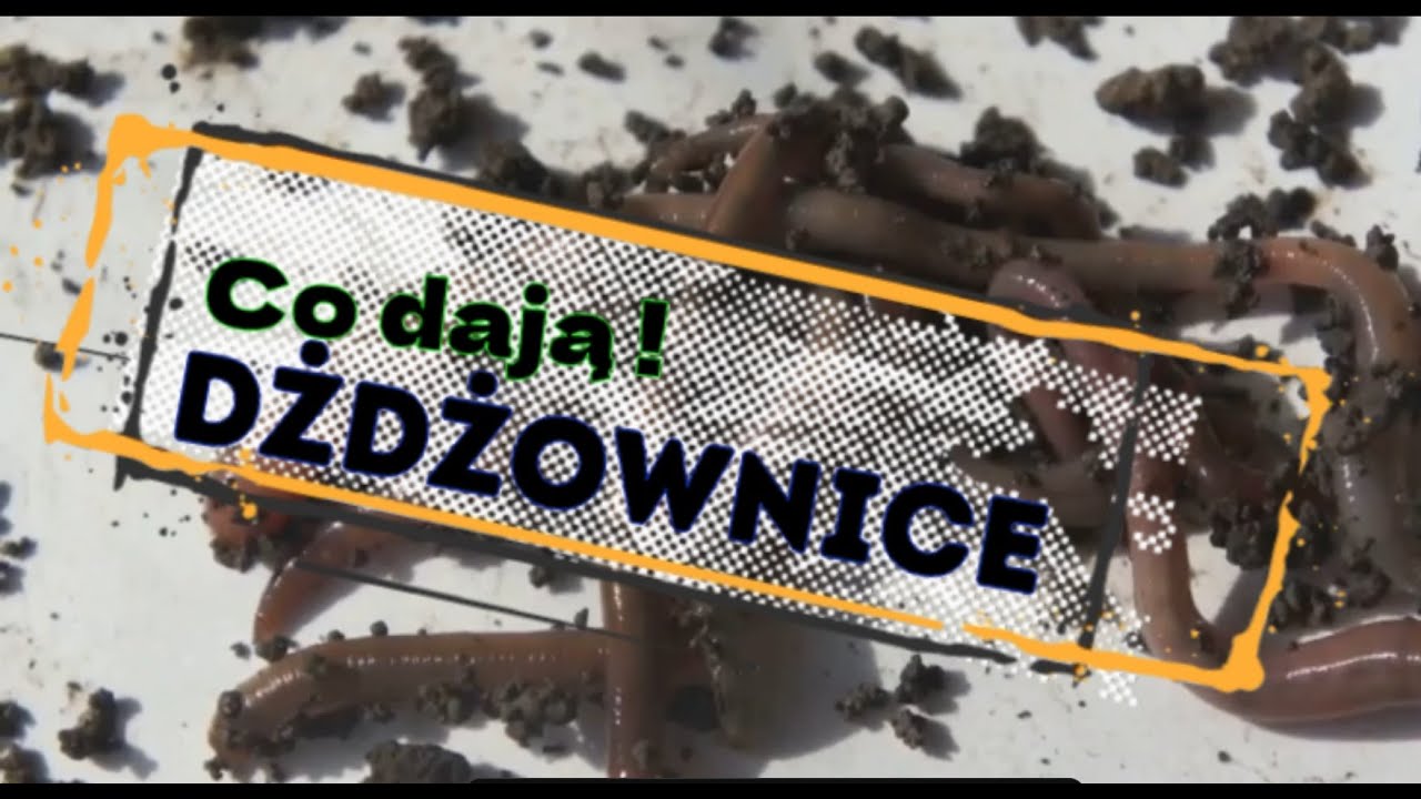 Dżdżownice – Twoi najlepsi pracownicy w glebie! Jak je chronić i zwiększyć ich liczbę? #rolnictwo