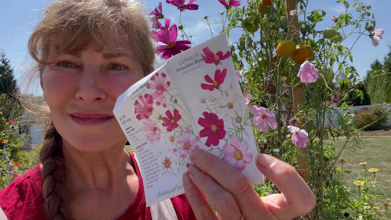 Growing Cosmos From Seed, What You Really Get