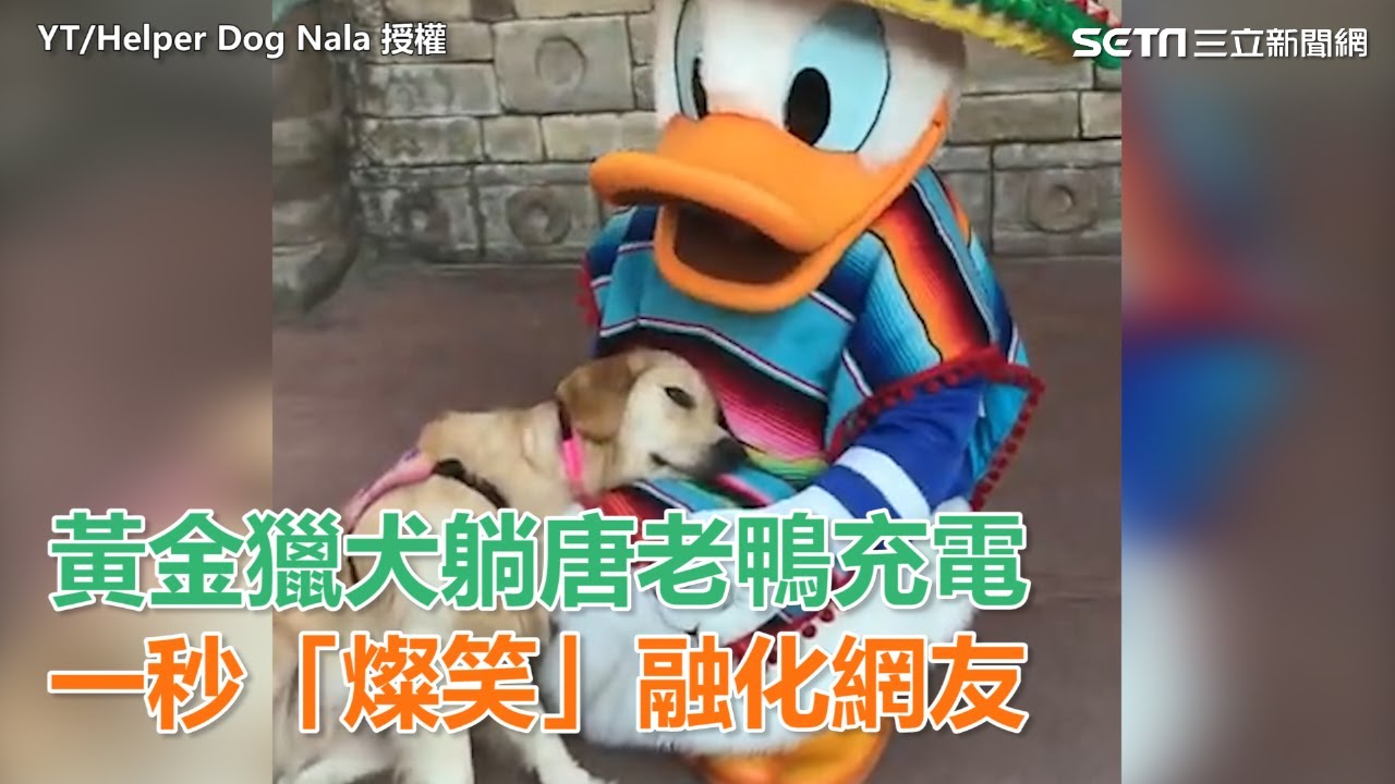 迪士尼奇緣！黃金獵犬躺唐老鴨充電　一秒「燦笑」融化網友｜三立新聞網SETN.com